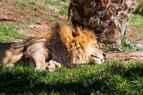 Preview: Adult Male Lion Laying On The Ground Enjoying The Sunshine