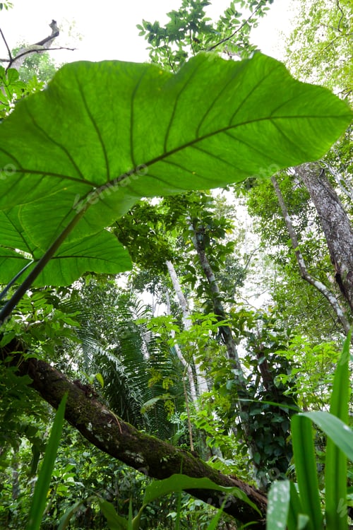 Preview: View Of The Dense Vegetation And Large Leaves In The Rain Forest Of Belize