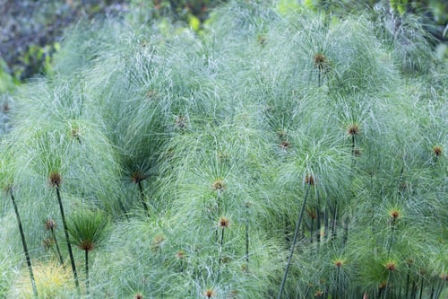 Preview: Close Up Of A Tall Plant With Fuzzy Tops In A Green Tropical Garden In Costa Rica