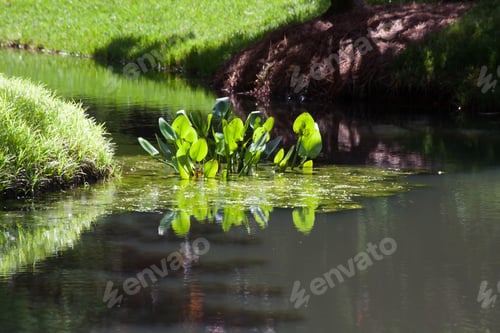 Preview: Lake Reflecting Grass And Plants