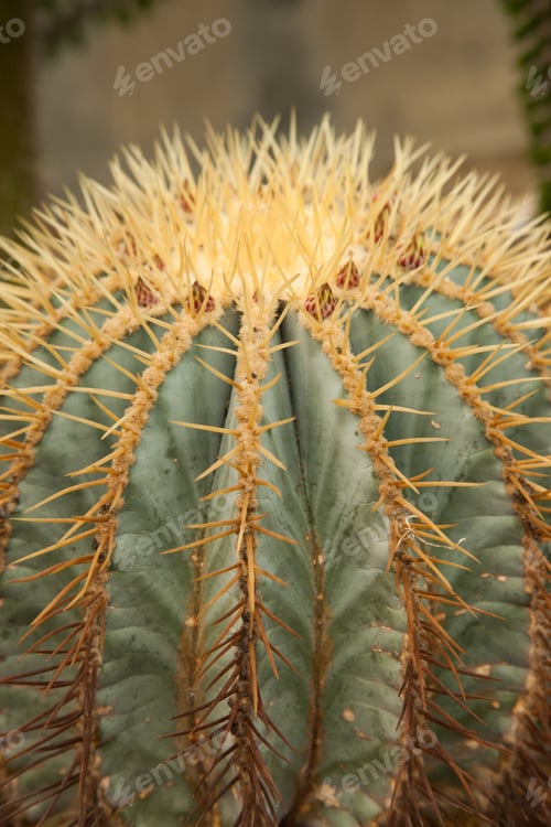 Preview: Cactus With Thorns