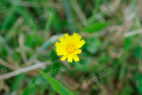 Preview: Dandelion Is A Common Floral Herb, Which In Fact Is Considered By Many As A Nuisance. It Can Grow