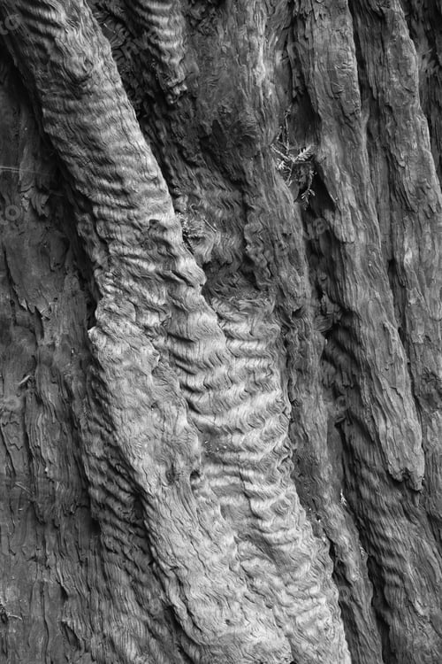 Preview: Abstract Redwood Trees In Black And White