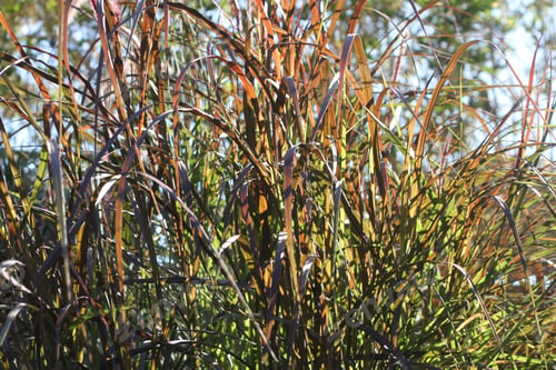 Preview: Tall Blades Of Prairie Grass With Feathery Plumes 2749