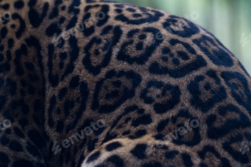 Vista previa: Close Up Of The Pattern Of A Jaguar In A Wildlife Refuge In Costa Rica
