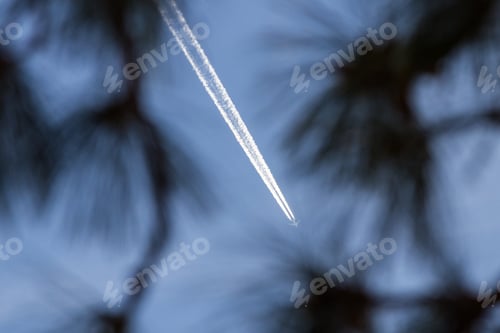 Preview: Looking At An Airplane Thru Pine Trees As The Chemtrail Or Contrail Spreads Thru The Sky