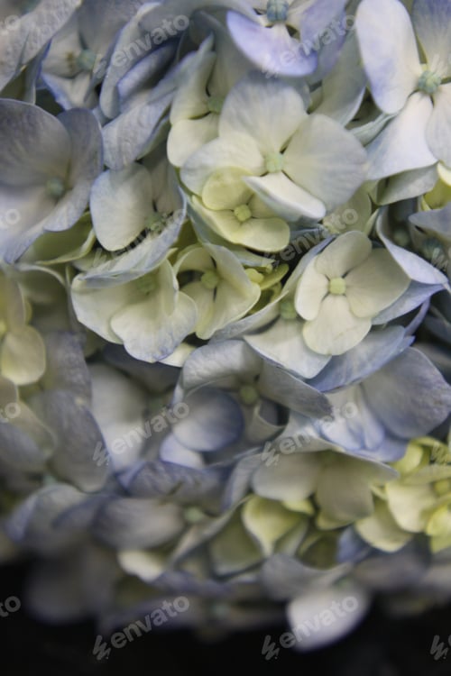 Preview: A Clump Of Blue And White Hydrangea Flowers 7360