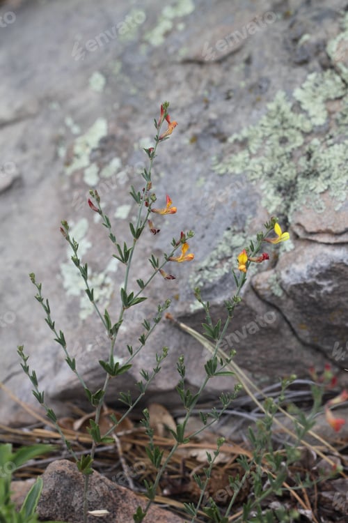 Preview: A Clump Of Desert Rock Pea Flowers