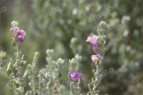 Preview: A Barometerbush Plant With Purple Flowers 0581