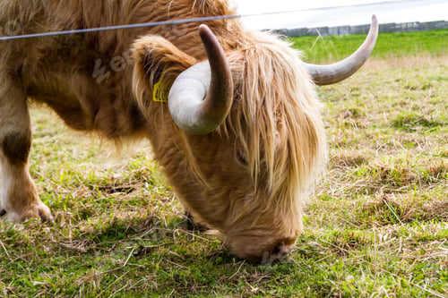 Preview: Close Up Of A Light Brown Highland Cow Feeding On Green Grass Near The Culloden Battlefield In The