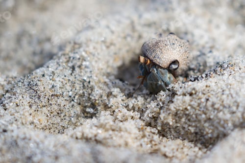 Preview: Close Up Of A Small Hermit Crab On A Sandy Beach In The Pacific Coast Of Panama