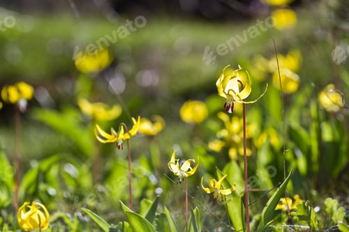 Preview: Closeup Of A Trout Lily In A Patch Of Green Grass