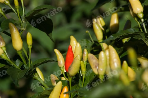 Preview: A Hot Pepper Growing In A Garden