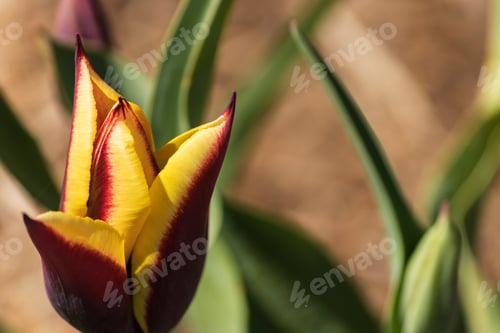 Preview: Pretty Colorful Tulip Flower