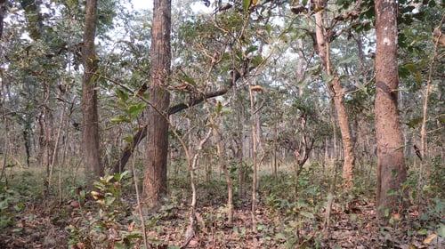 Preview: Greenery In Chitwan National Park