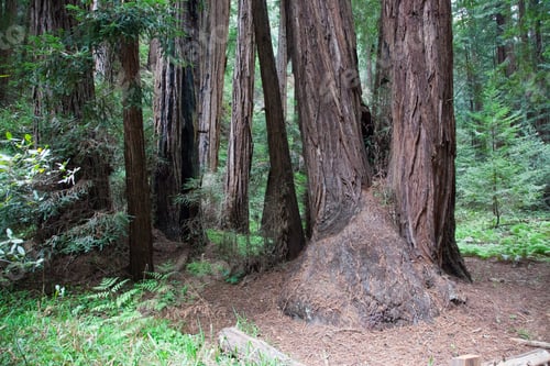Preview: Redwood Trees In Muer Woods California