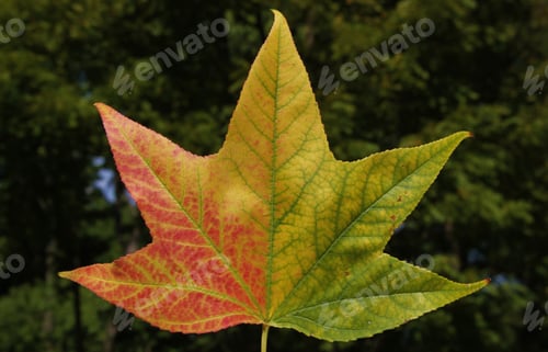 Preview: A Close-Up Of An Autumn Leaf, As Photographed In Saint Louis, Missouri, Usa. Indicative Of Nature