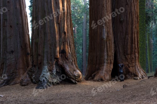 Preview: Woman Taking A Picture Of A Grove O Sequoia Trees In The Sequoia Np