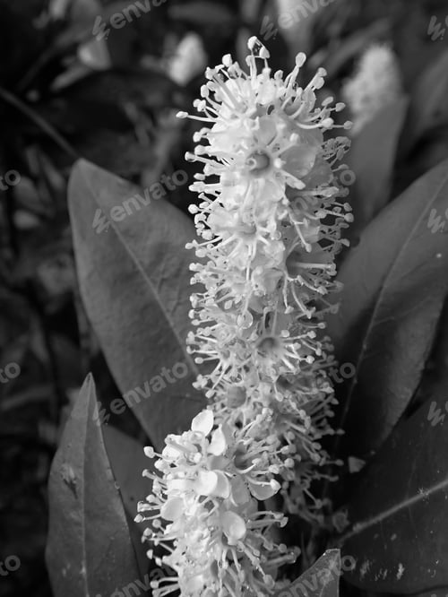 Preview: Flower Outdoors In Black And White