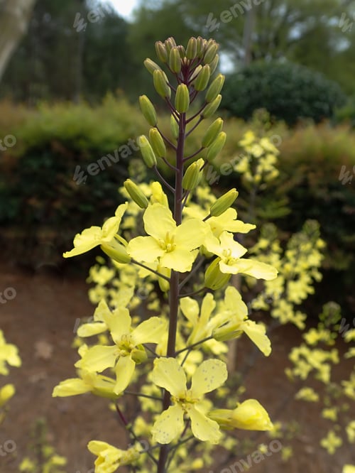 Preview: Yellow Flowers Outdoors In The Sunshine