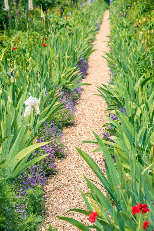 Preview: Path In The Garden Among Blooming Irises And Tulips