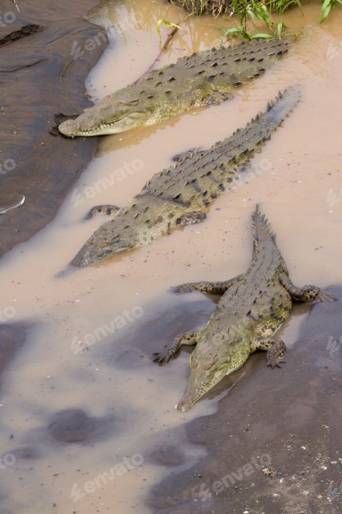 Preview: Famous View Of The Crocodiles Of The Tarcoles River In Costa Rica