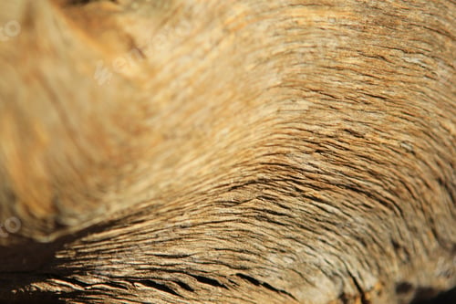 Preview: Wood Background And Texture From Nature - Contours, Contrasts And Color From The Magnificent