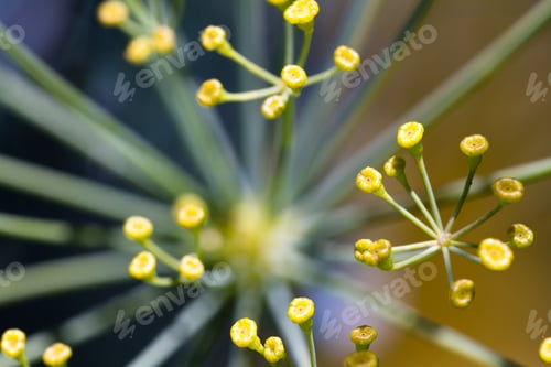 Preview: Macro Of The Flowers Or Seed Pockets On A Dill Plant