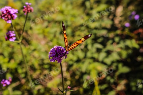 Preview: Brazil, Rio Grande Do Sul, Gramado, Le Jardin Parque De Lavanda Nature Garden Butterfly Orange