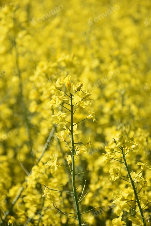 Preview: Stunning Yellow Rape Seed Flowers Blooming Up Close.