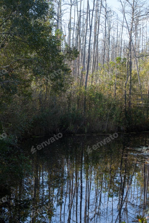 Preview: Swamp Trees Reflected In Quiet Water