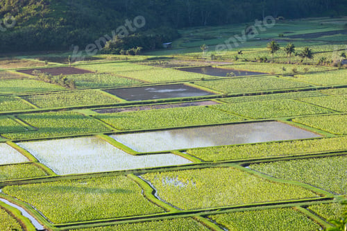 Preview: Hanalei Valley On Island Of Kauai With Taro Ponds Pattern