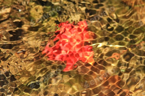 Preview: Red Leaf Ripples - Season Background - Colors In Nature And Wonderful Christmas