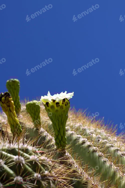 Preview: Flowering Cactus against a Brilliant Blue Sky