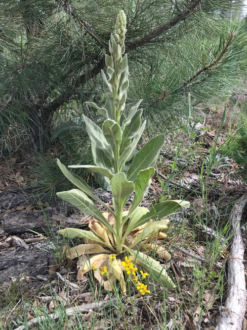 Preview: A Tall Verbascum Thapsus Plant 4678