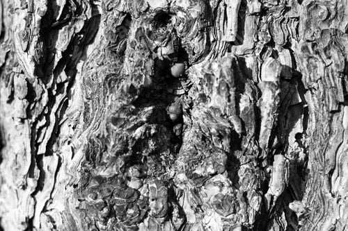 Preview: A Closeup Of Tree Bark 8947