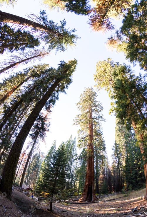 Preview: Looking Up To A Giant Sequoia Tree In The Sequoia National Park In California