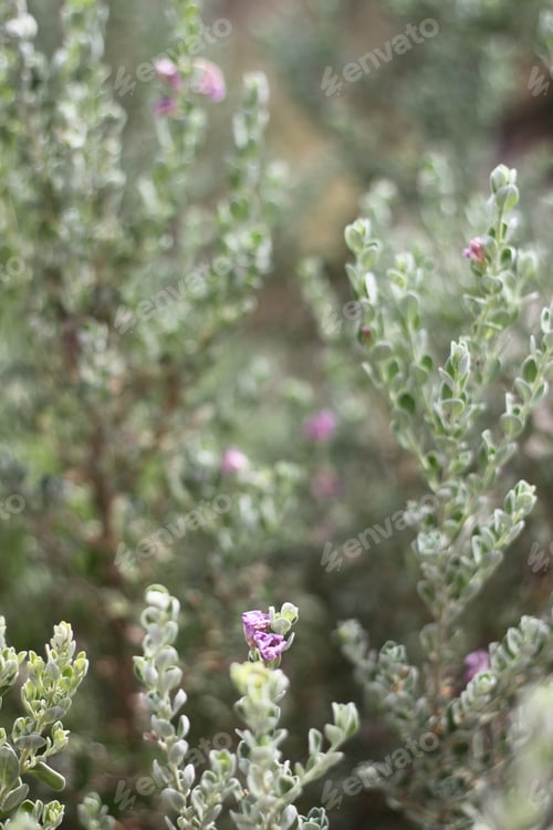Preview: A Leucophyllum Fructescens Cenizo Plant With Purple Flowers 0612