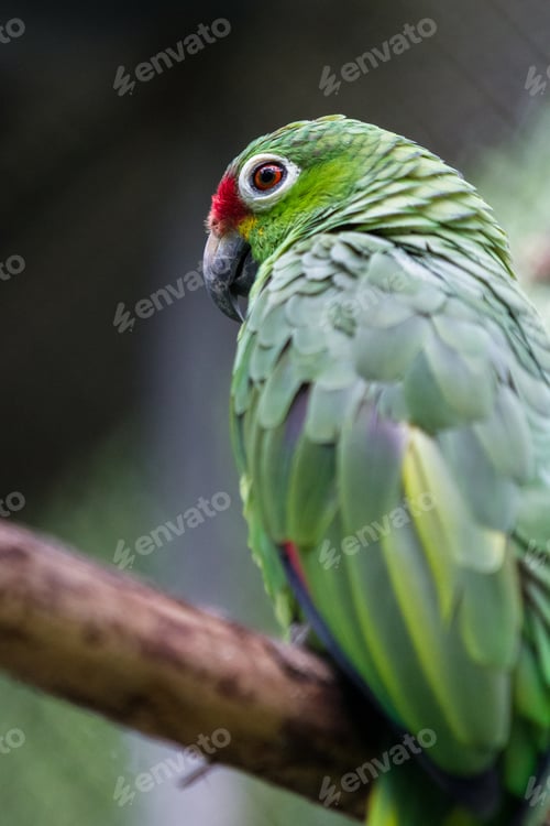 Preview: Close Up Of A Small Green Parakeet With Red Eyes Perched On A Branch