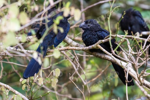 Preview: Close Up Of A Group Of Groove Billed Anis Perched On A Small Branch In The Rainforest Of Costa Rica