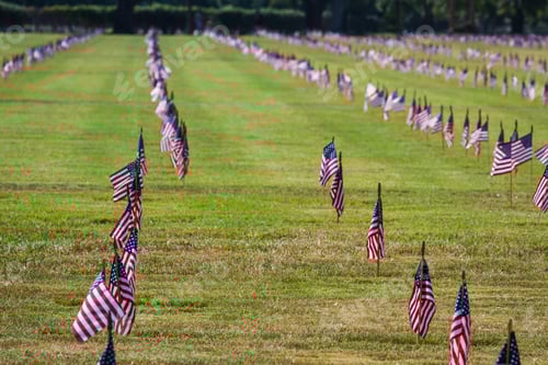 Preview: American Flags in a Field on Memorial Day
