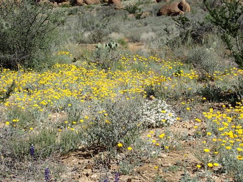 Preview: Yellow Flowers Blooming In The Dry Desert