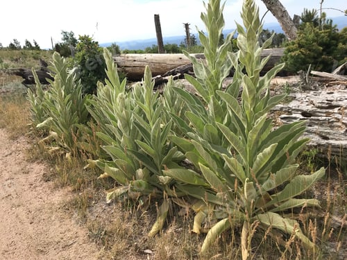 Preview: A Row Of Verbascum Thapsus Plants 4681