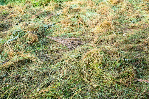 Preview: Image Of Grass In Countryside Of Peruvian Jungle. Textured Made With Grass. Green And Yellow