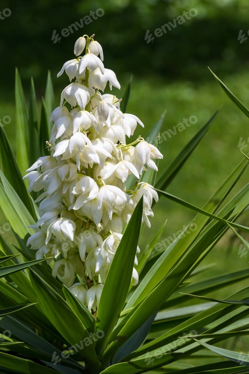 Preview: Common Plant In Central America The Yucca Gigantea Or Itabo Is Used As An Ingredient With A Bitter