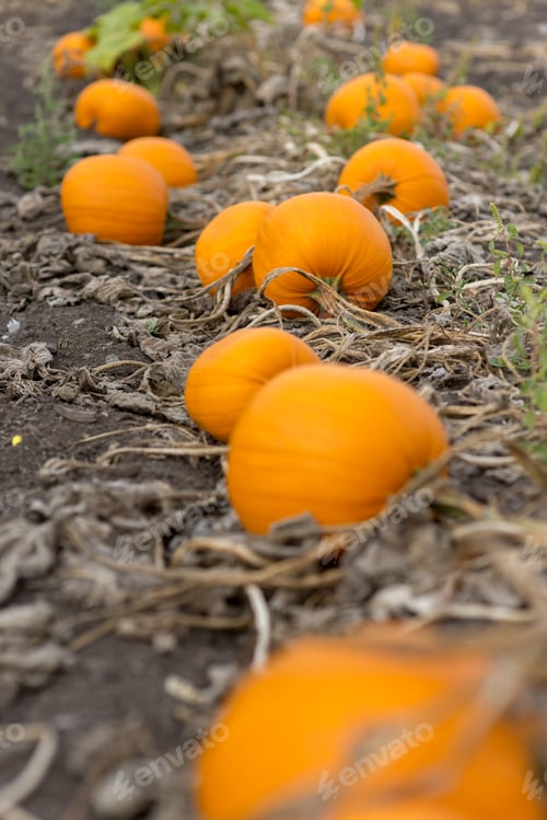Preview: Big And Small Pumpkin Ready To Harvest In Pumpkin Field 2, Saanich Peninsula, Vancouver Island