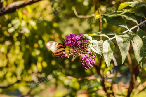 Preview: Brazil, Rio Grande Do Sul, Gramado, Le Jardin Parque De Lavanda Nature Garden Butterfly Orange