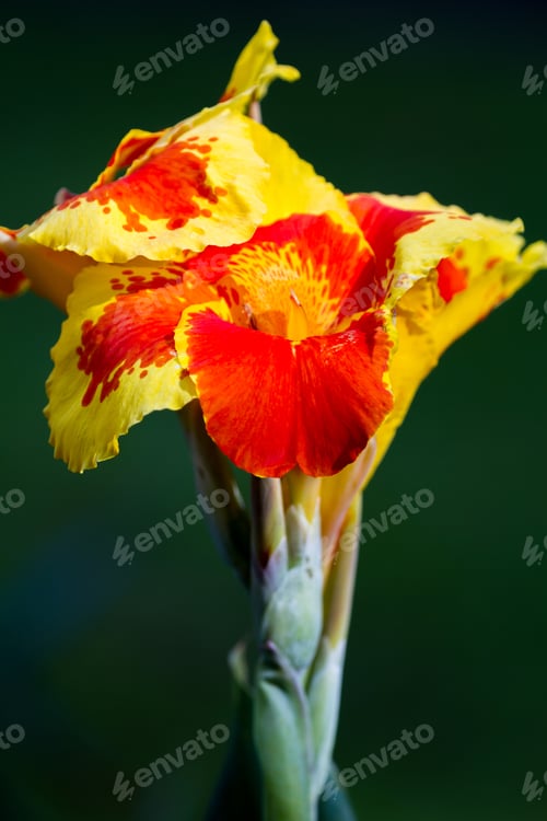 Preview: Orange Gladiolus Flower With A Out Of Focus Green Background
