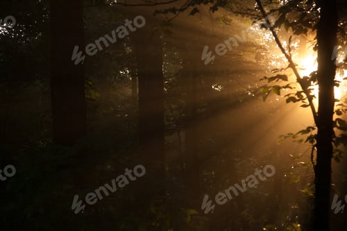 Preview: Landscape Of Morning Sun Streaming Through Trees