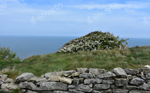 Preview: Pretty Flowering Bush On A Sea Cliff With An Old Rock Wall.